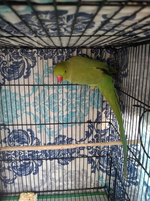 Cocktail, Ringneck & Lovebirds for sale 7