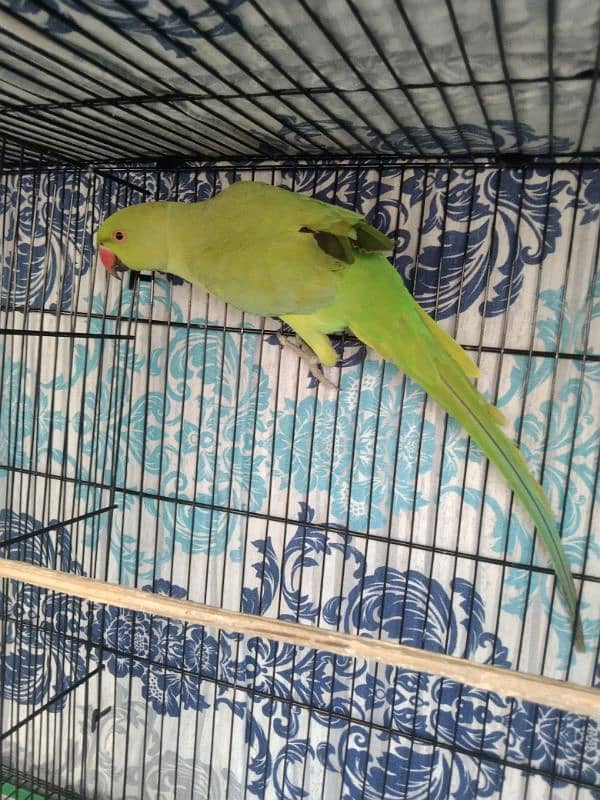 Cocktail, Ringneck & Lovebirds for sale 8