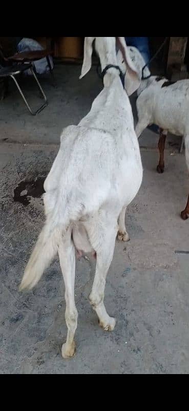 Rajanpuri Goat with Female path 1