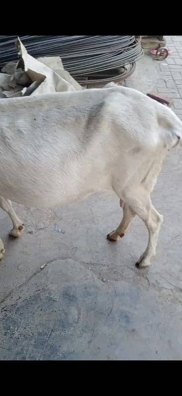 Rajanpuri Goat with Female path 3