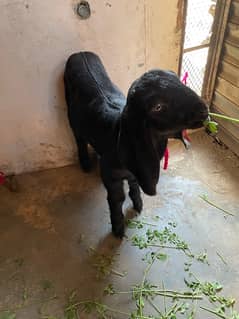 Bakra (Bacha) for sale