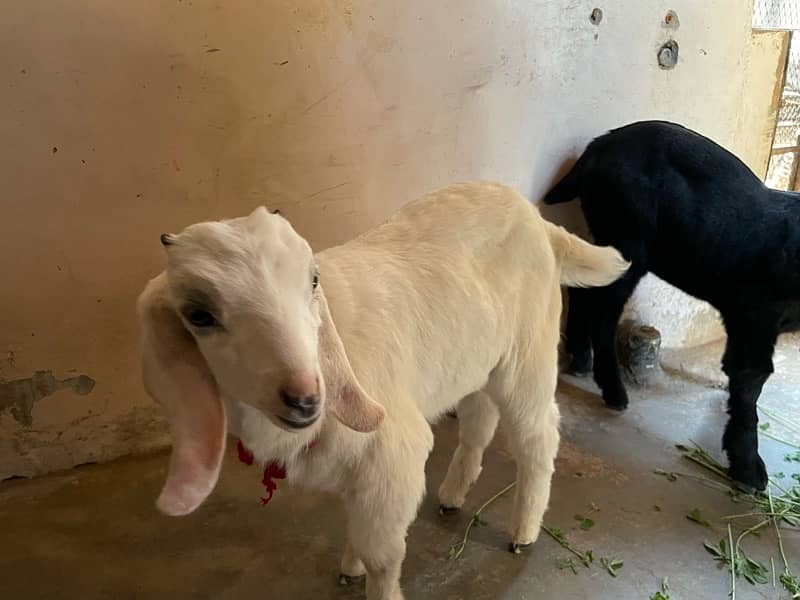 Bakra (Bacha) for sale 3