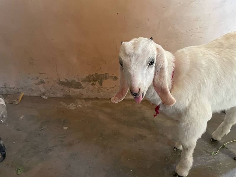 Bakra (Bacha) for sale 4