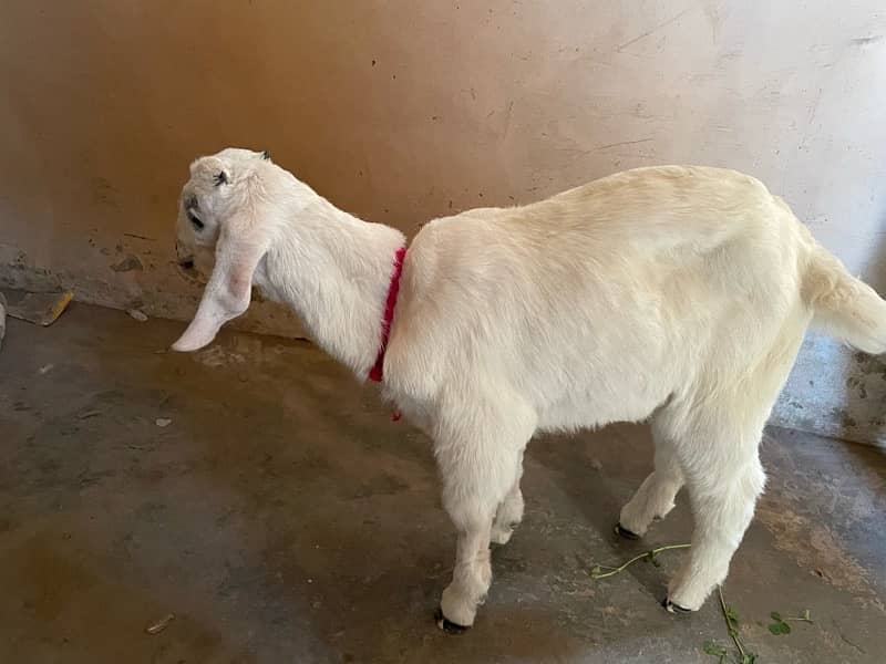 Bakra (Bacha) for sale 5