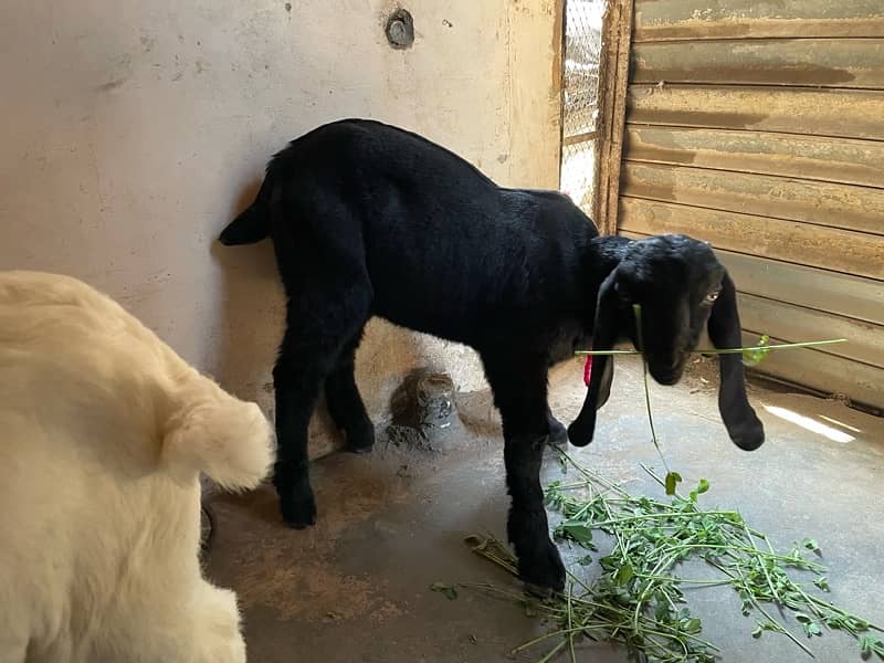 Bakra (Bacha) for sale 6