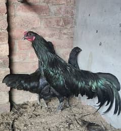 Full size Sumatra eggs or chick for sale