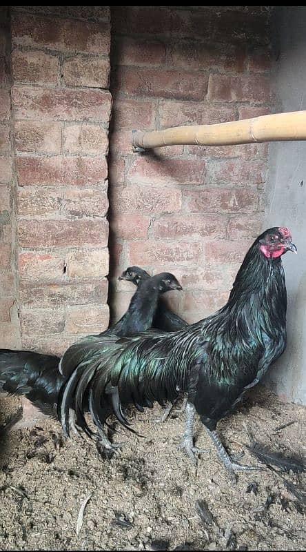 Full size Sumatra eggs or chick for sale 1