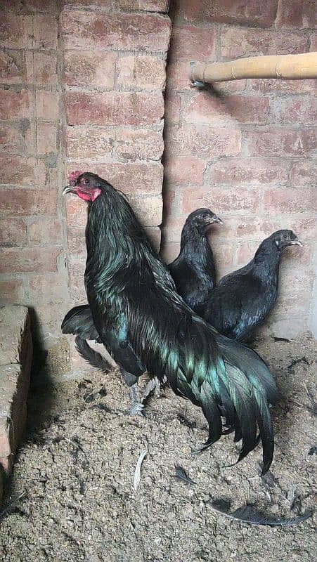 Full size Sumatra eggs or chick for sale 2