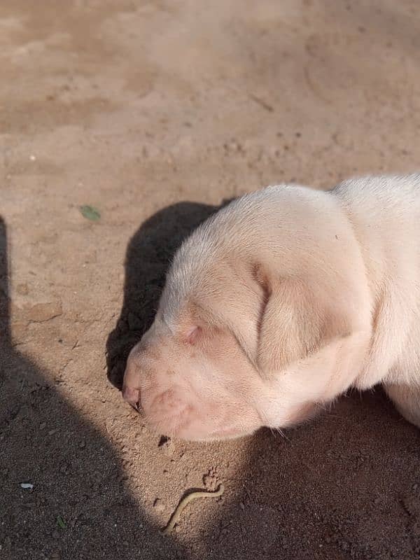 BULLY GULTAIR FEMALE PUPPY HIGH CLASS 0