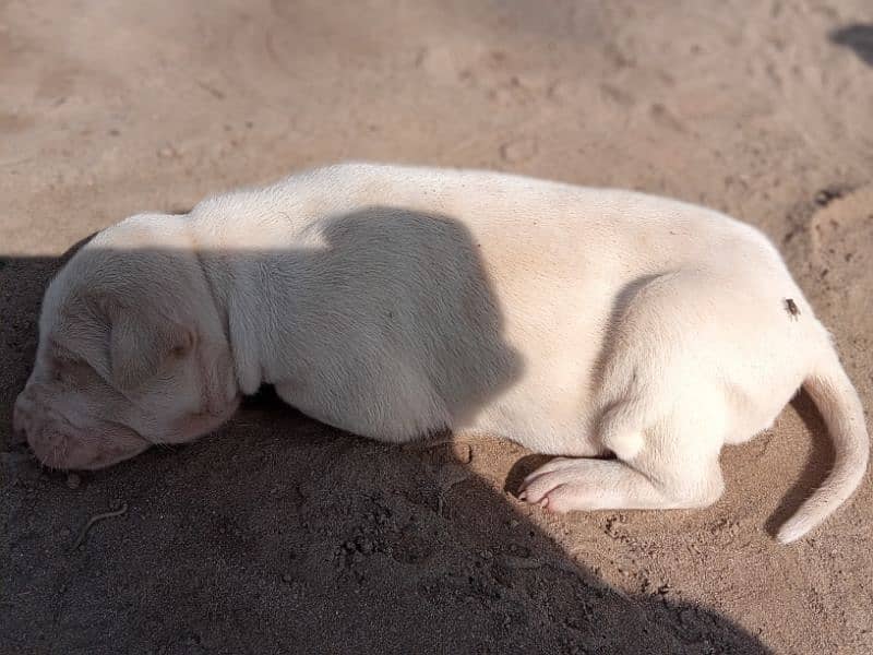 BULLY GULTAIR FEMALE PUPPY HIGH CLASS 2