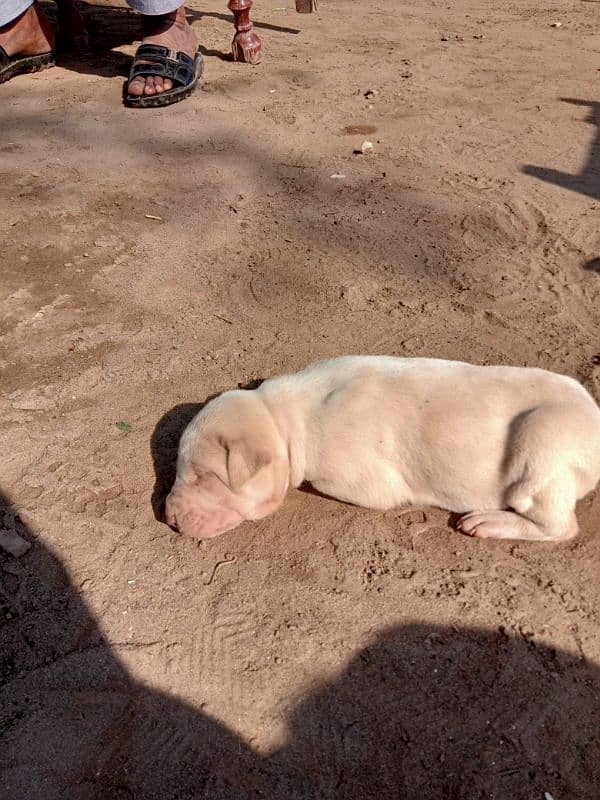 BULLY GULTAIR FEMALE PUPPY HIGH CLASS 4