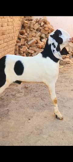 RAGEN PURE BAKRA FOR SALE