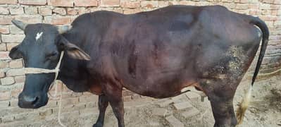 Cow / Gay / milking  Cow / Gaee / گائے / فروخت کے ل