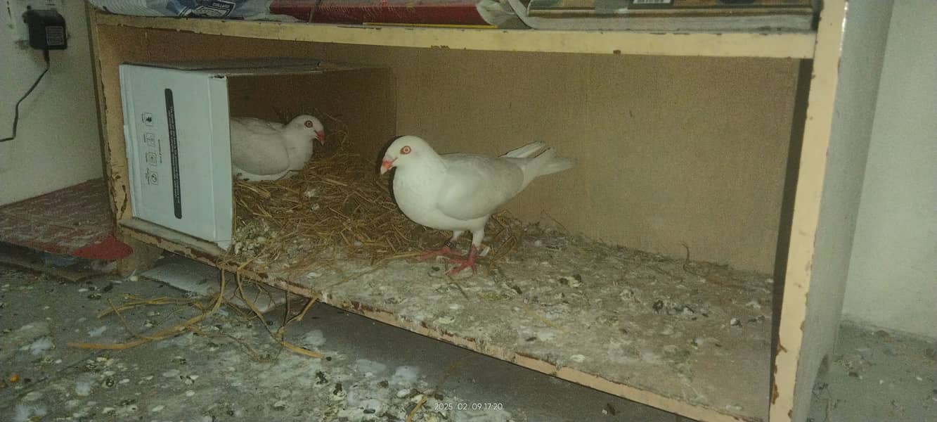 Danish Pair with 01 chik and 02 Eggs 2