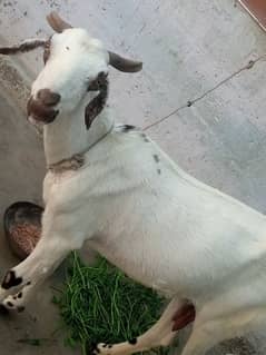 bakri