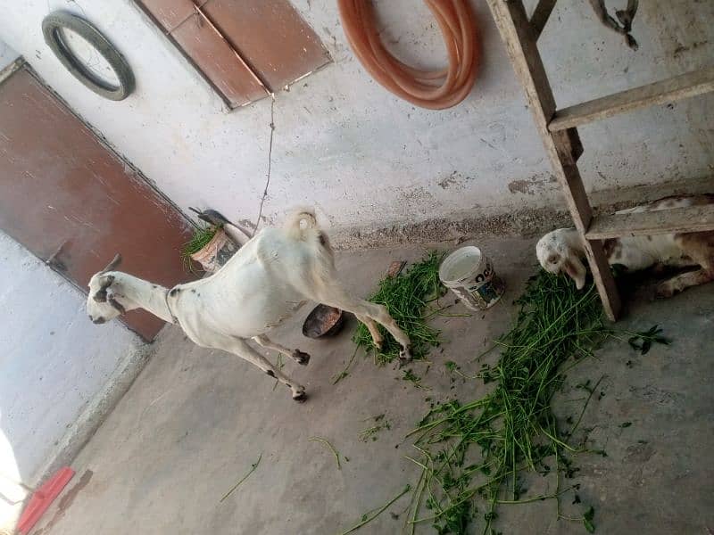 bakri with male kid 2