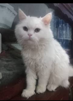 Persian cat