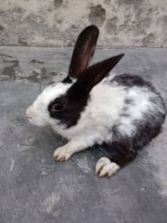 5 Rabbits for sale