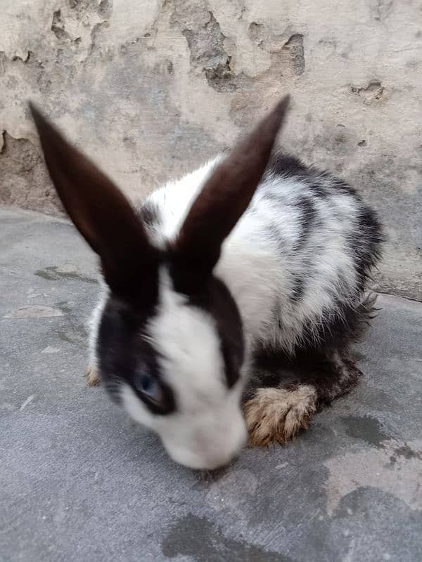 5 Rabbits for sale 1