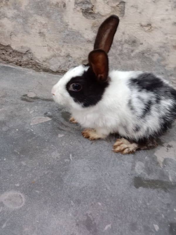 5 Rabbits for sale 4