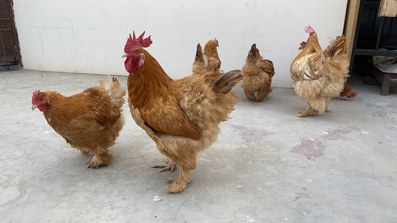 Golden Buff for sale 4 Hen 2 Roaster 1