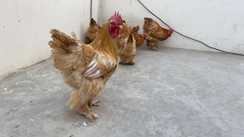 Golden Buff for sale 4 Hen 2 Roaster 3