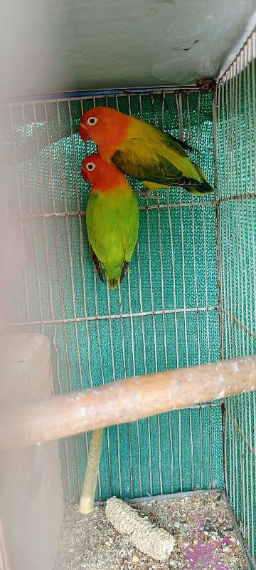 Green oplaline/ euwing opaline split pale fellow 14