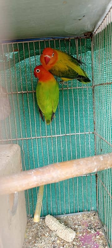 Green oplaline/ euwing opaline split pale fellow 17