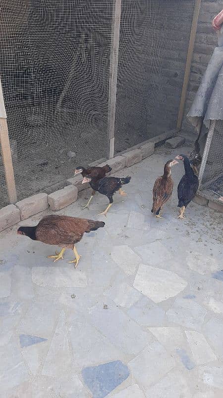 Aseel female with 6 chicks 8