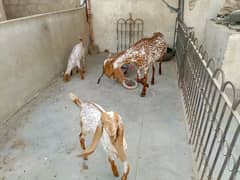 female goat with 2 children.