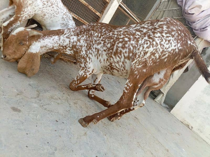 female goat with 2 children. 1