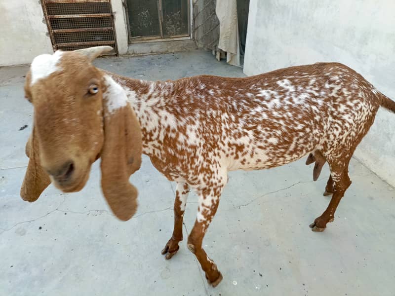 female goat with 2 children. 2