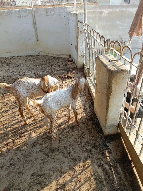 female goat with 2 children. 3