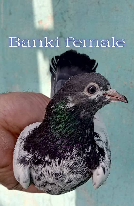 pure breeder pairs high flying pigeon for sale 2