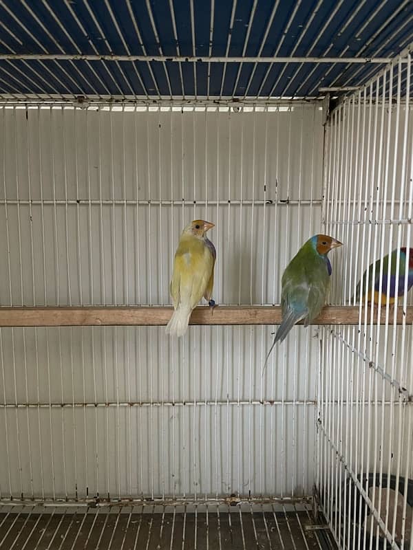 lady Goldian breeder pair 5