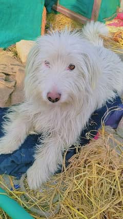 Maltese Sitzu male dog