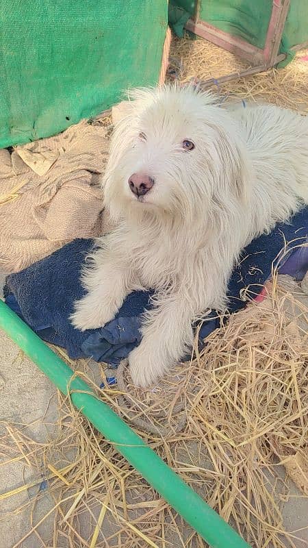 Maltese Sitzu male dog 1