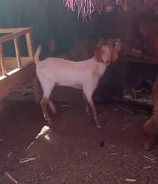 BAKRA FORSALE