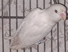 1 Albino 100% Split Red Eye MALE for sale. 03116130712