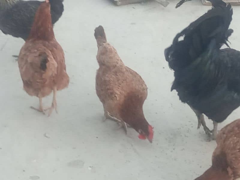 desi home breed murghi hens 0