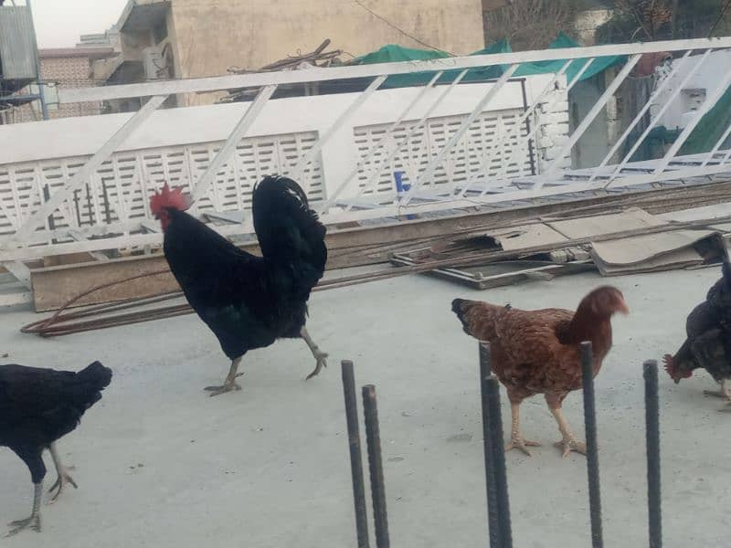 desi home breed murghi hens 3