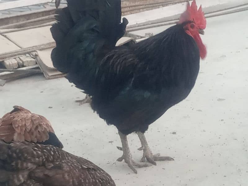 desi home breed murghi hens 5