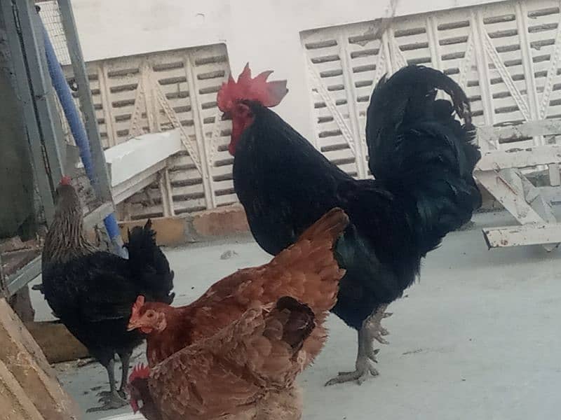 desi home breed murghi hens 6