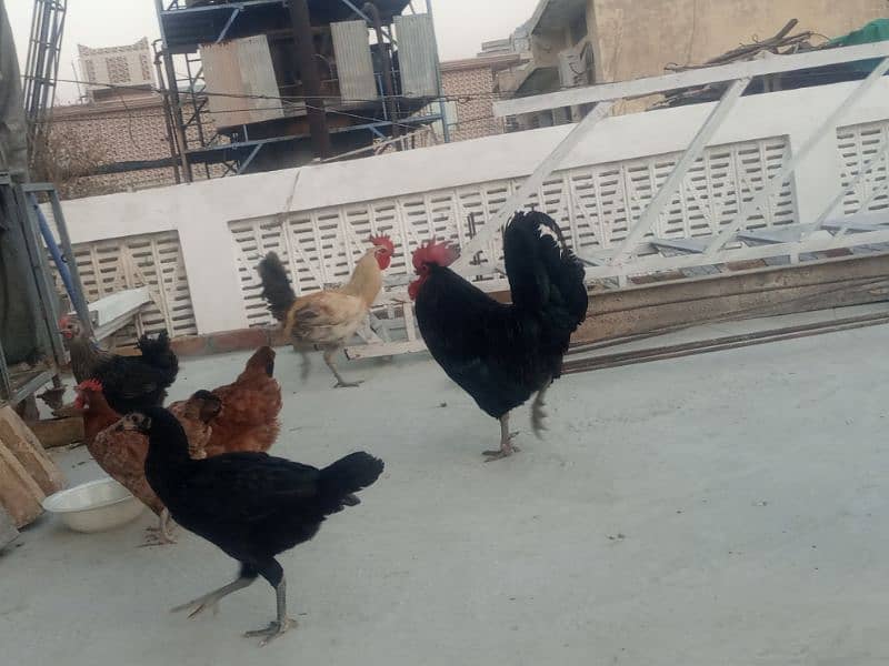 desi home breed murghi hens 7