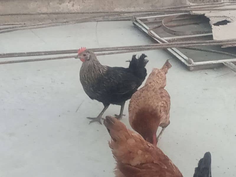 desi home breed murghi hens 8