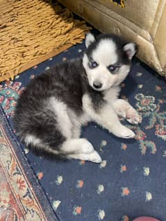 husky wooley coated puppy