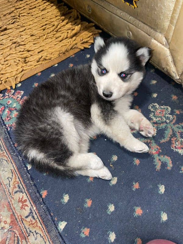 husky wooley coated puppy 0