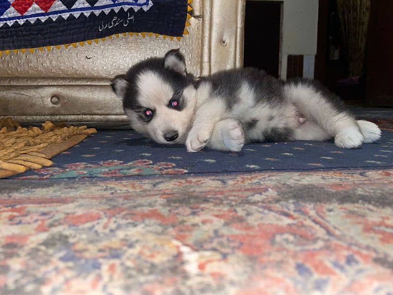 husky wooley coated puppy 1