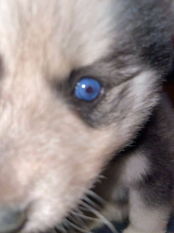 husky wooley coated puppy 2