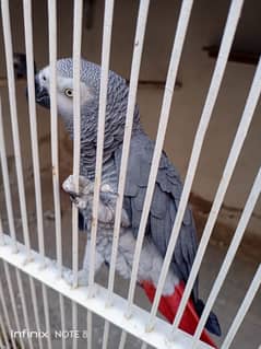 African Grey confirmed pair